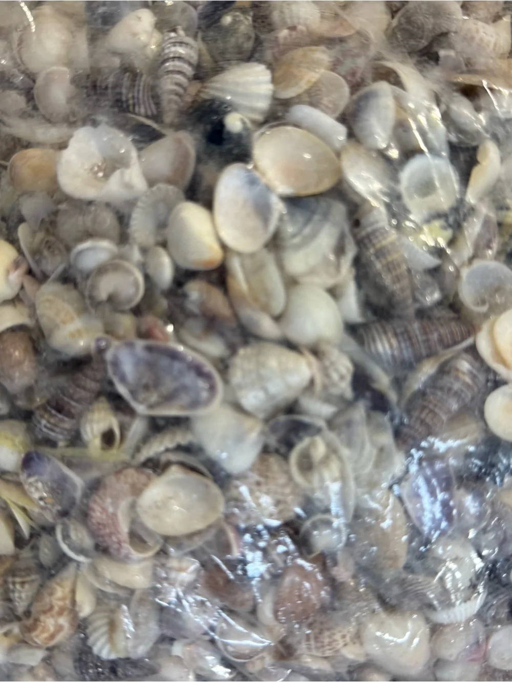 Natural Mixed Seashell Substrate for Aquariums - Neutral Tones